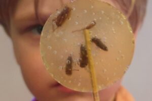 Lastella söödavate putukatega pulgakomm